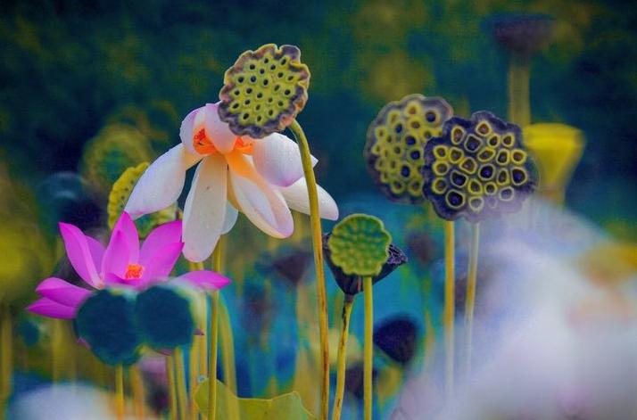 描写莲子长参的诗词,形容莲子好吃的诗句