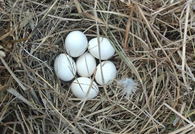 男子捡到鸡蛋孵化了,男子野外捡到6枚蛋