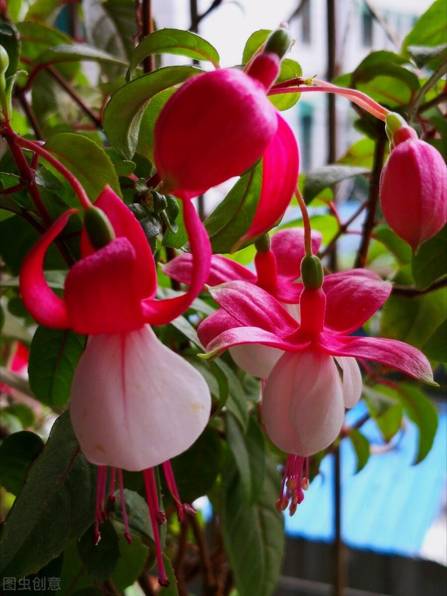 一花一深爱，花海美蓝天，花艳醉*光春**，花笑荡柔情，人间如仙境