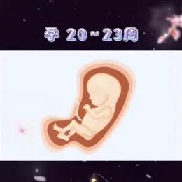 胎儿健康发育的基本知识,十秒钟带你了解胎儿发育