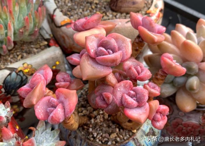 多肉彩虹糖和彩虹是一个品种吗 (多肉彩虹糖好养吗)