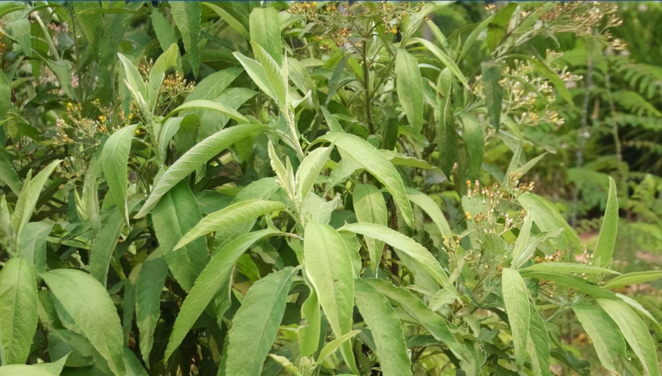 合香香烟,合和牌香烟