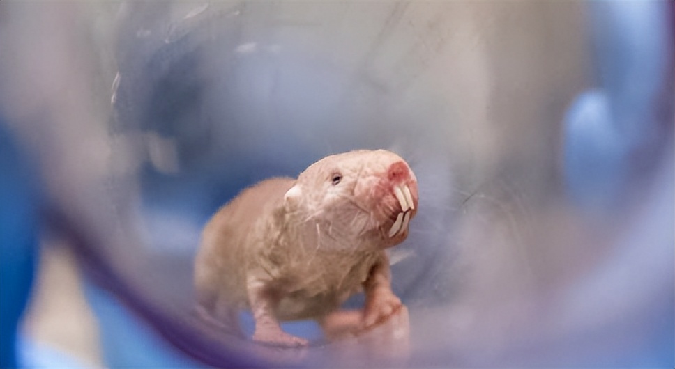 过敏性鼻炎影响智力发育吗,儿童变异性鼻炎需要注意什么