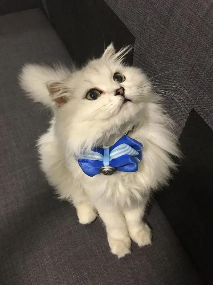 去宠物店如何挑选一个健康的猫咪,去宠物店买猫咪该怎么挑选