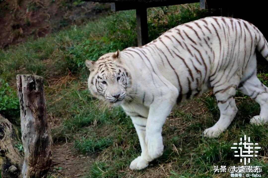 大连旅游景点春节优惠活动,春节期间大连景区的特惠活动