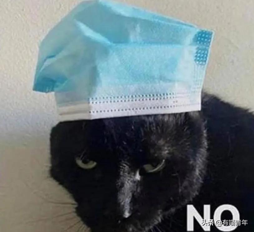 猫核酸检测有必要做吗,猫做核酸粤语视频