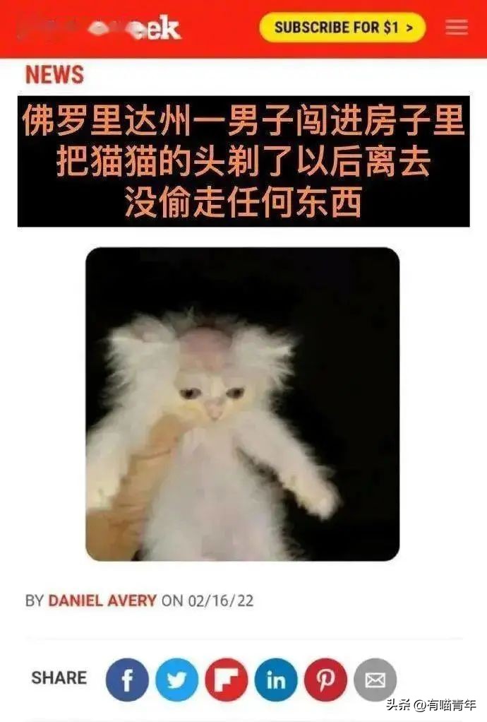 非洲雄狮打群架,俄罗斯战斗民族跟狮子打架