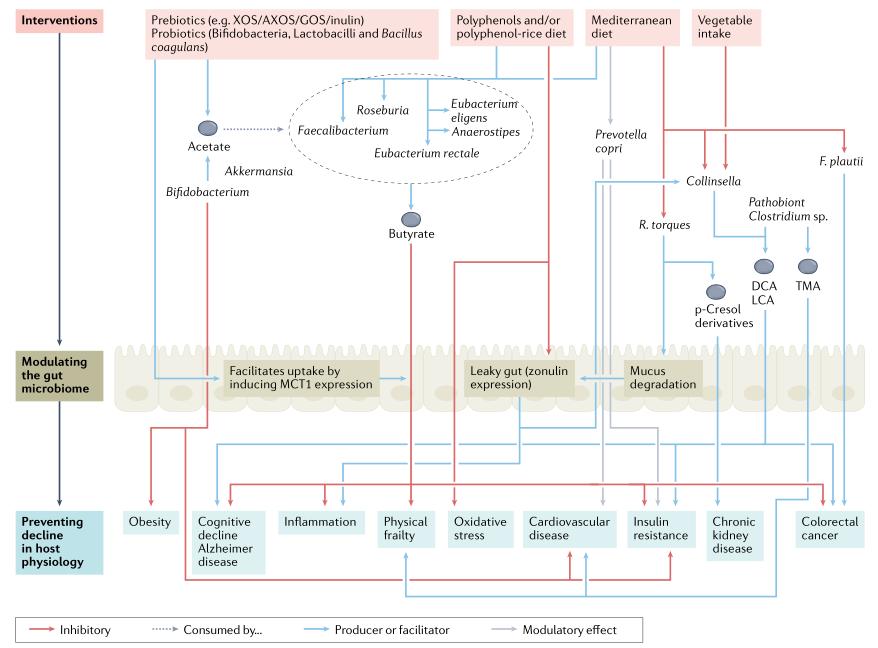 必看47分顶刊综述！又见肠道微生物群