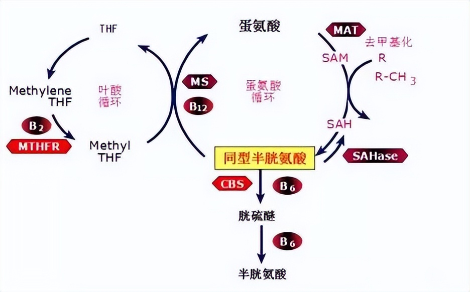 哪种叶酸片适合高血压,哪种叶酸片治高血压