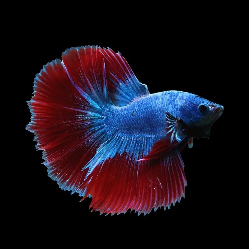 无纹蓝斗鱼怎么养,奇怪姿势的斗鱼