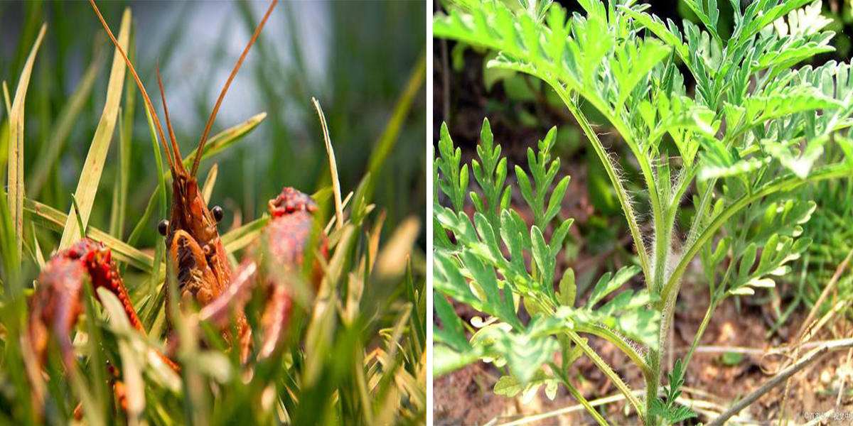 鍖楃編槌勯緹浼氬挰鏂墜鎸囧悧,鏄嗘槑鍙戠幇槌勯緹