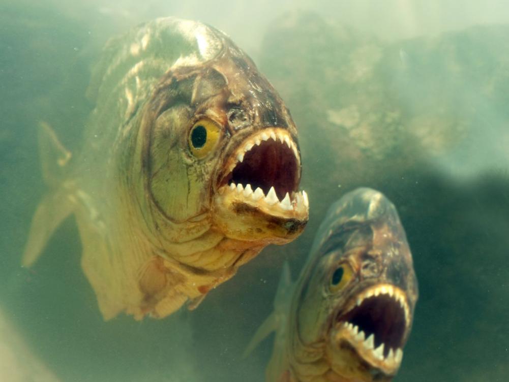 巴西一球员遭食人鱼啃食,巴西球员被食人鱼吃剩骨架