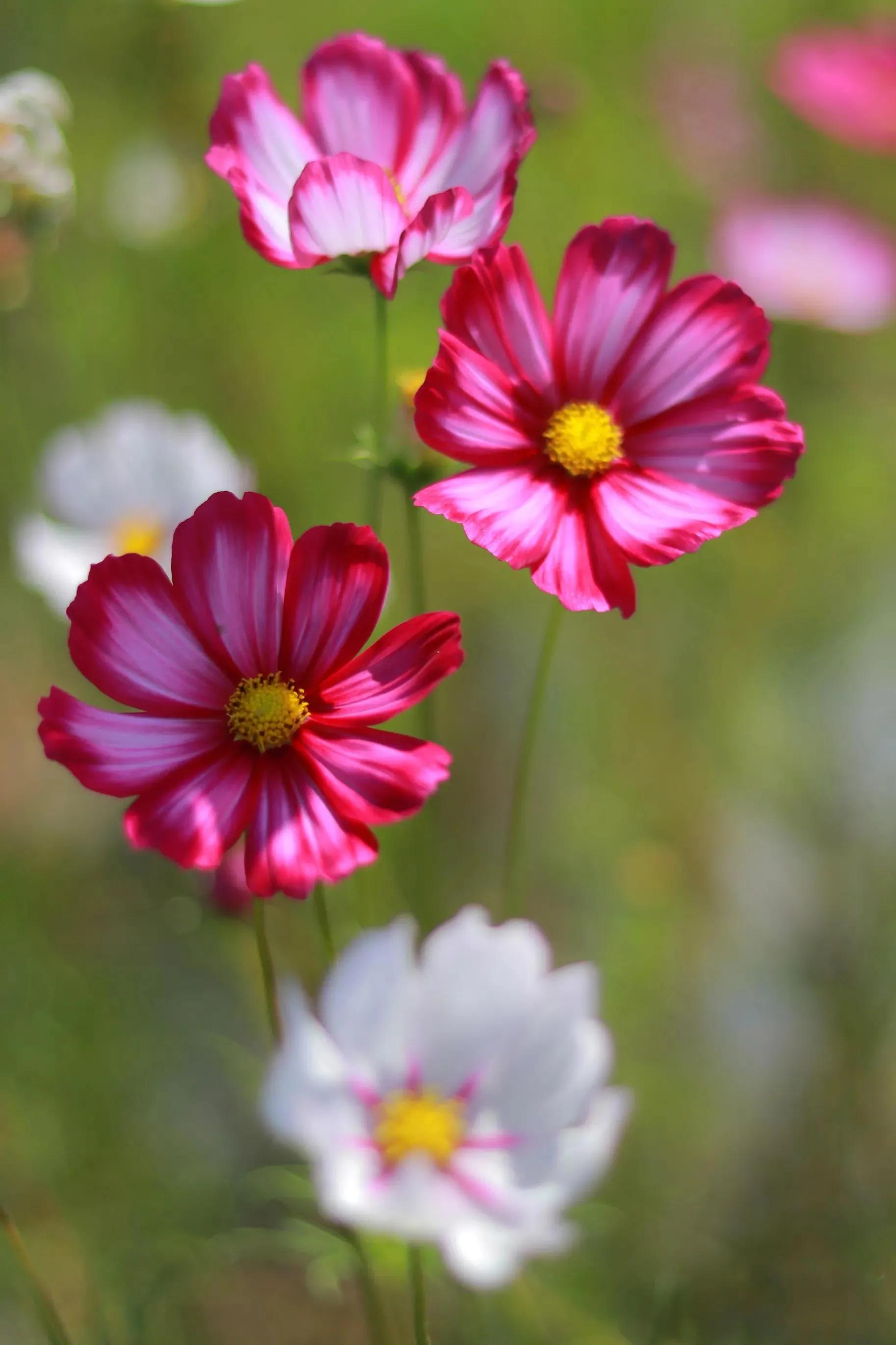 黄秋英也叫波斯菊吗,秋英和波斯菊一样吗