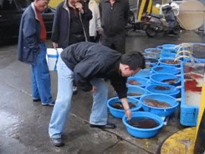 章鱼是外星生物吗,章鱼是外星生物吗完整解说