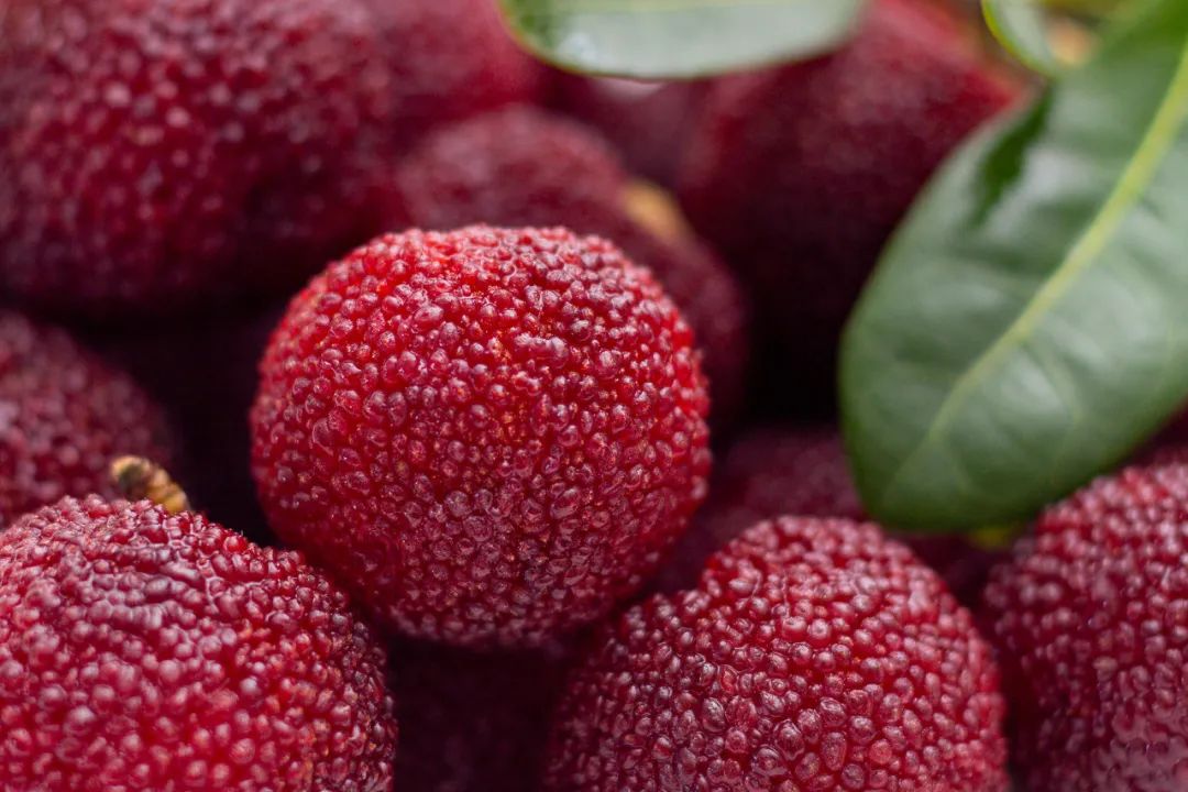 90后辞职回村种植中药材,90后夫妻放弃城市工作回乡当果农