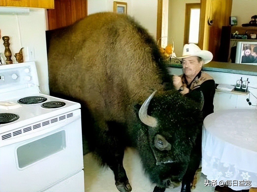 世界十大最奇葩的宠物,世界上最奇异的小宠物