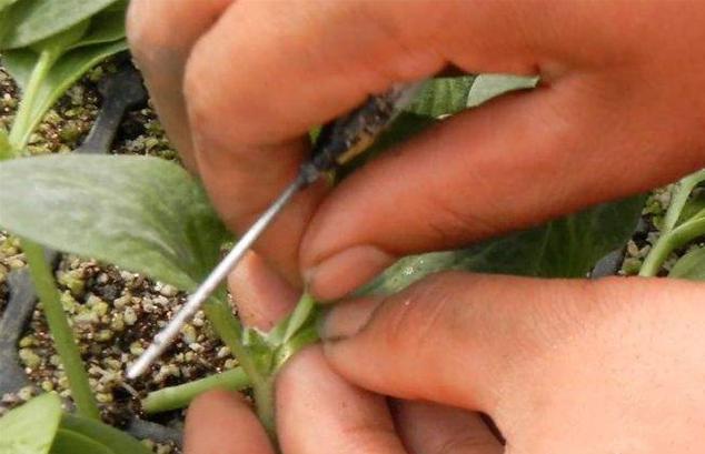 大棚高密度黄瓜和苦瓜种植技术,黄瓜和苦瓜能套种吗