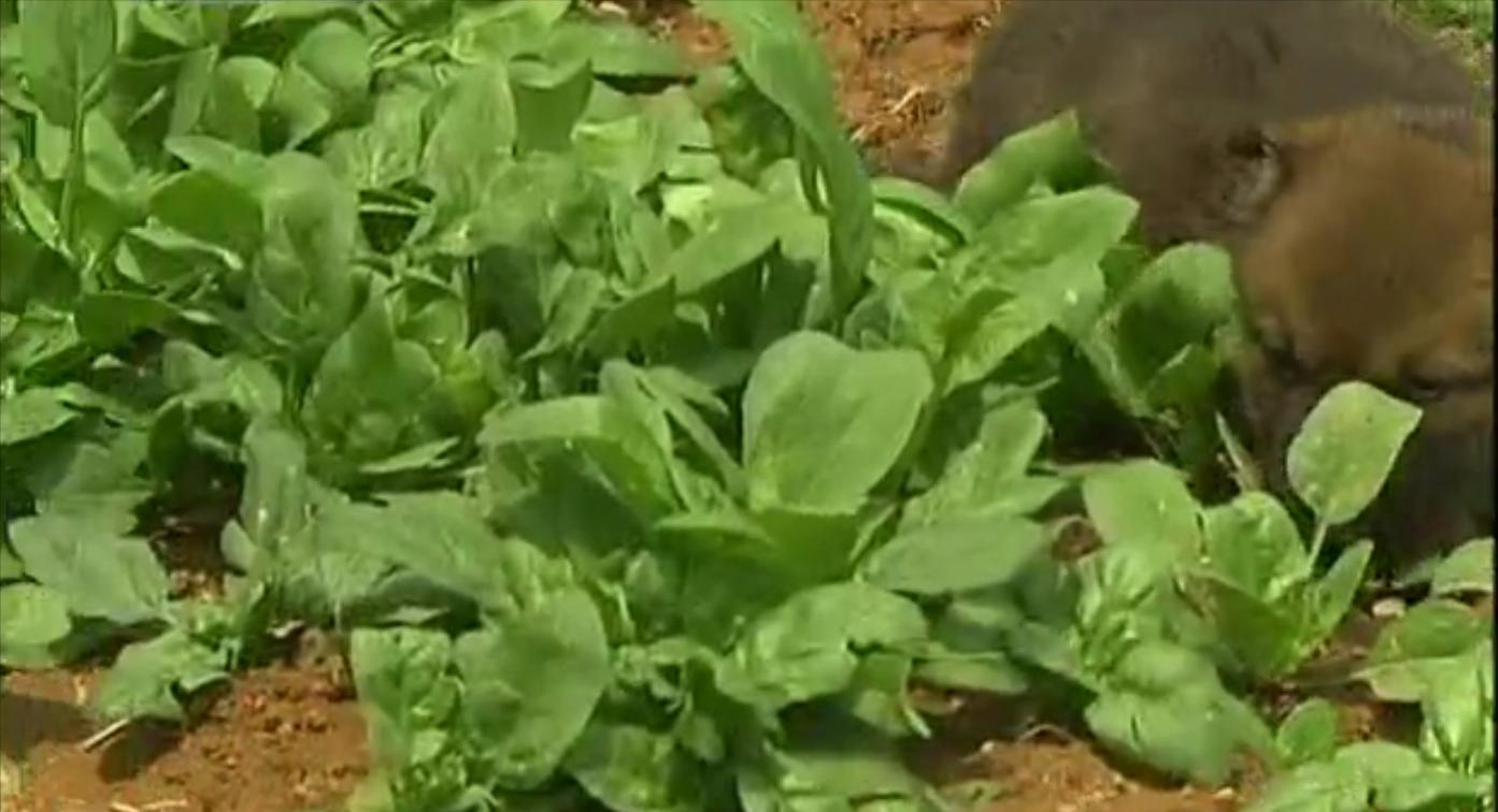 狗和狼故事简介,狗和狼的故事真实感动