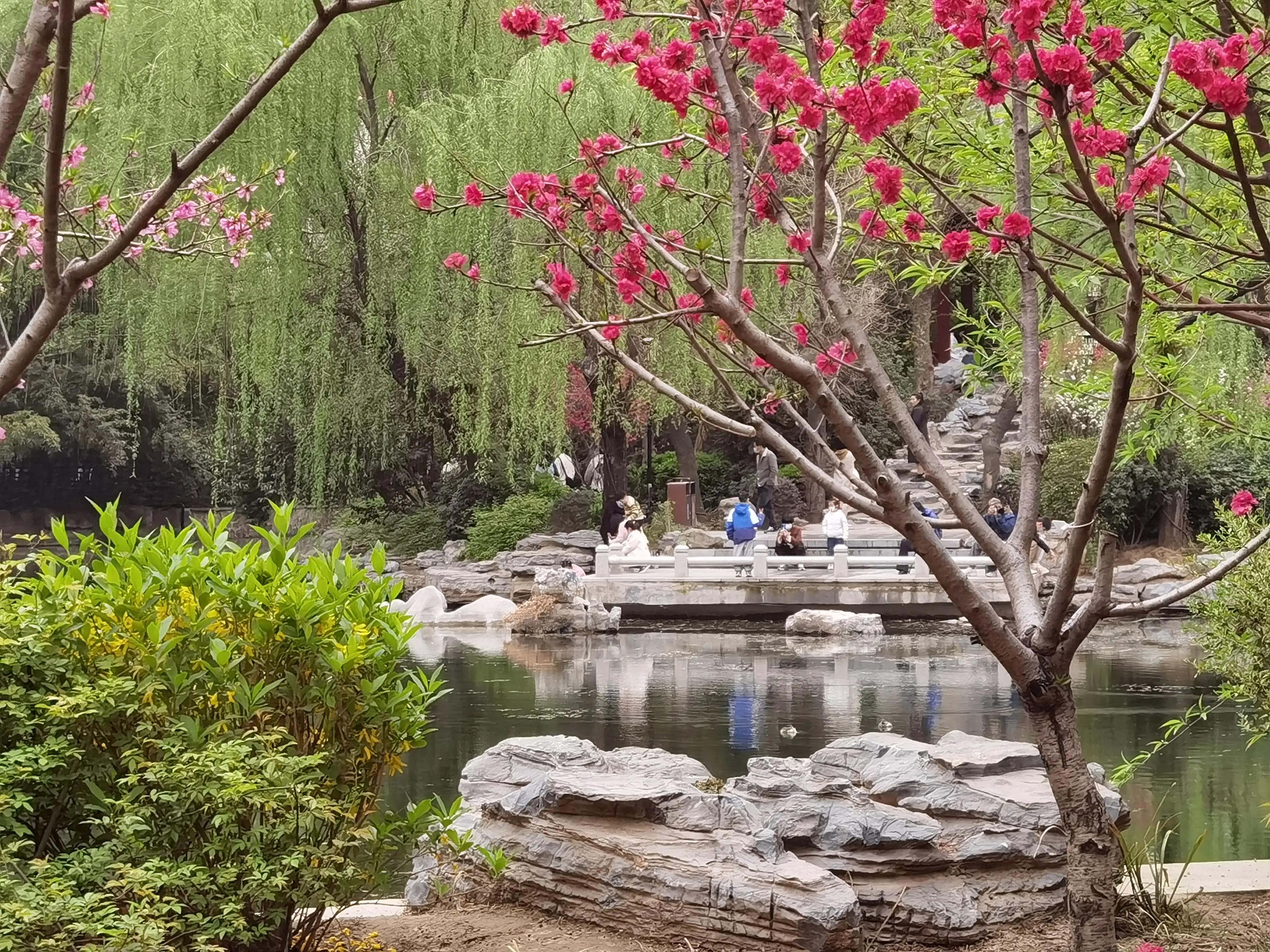 郁金香花语送长辈,郁金香花语永恒的爱与祝福