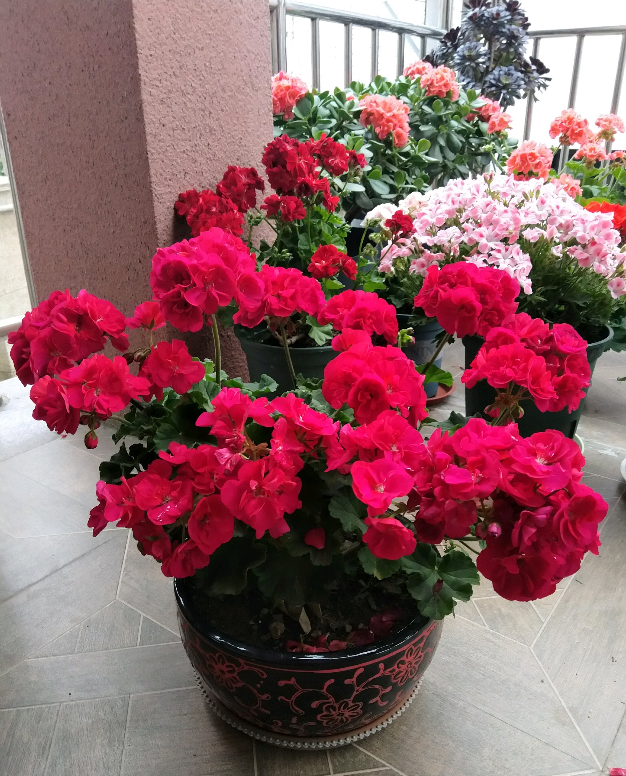 天竺葵怎么养才开花长久,天竺葵怎样养护开花不断