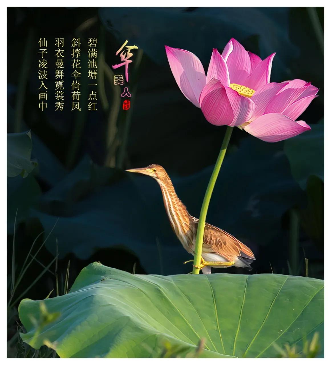 七绝荷花十首,伞下美人七绝