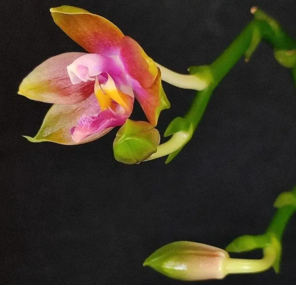 兰花的唯美图片,珍稀兰花各色大全