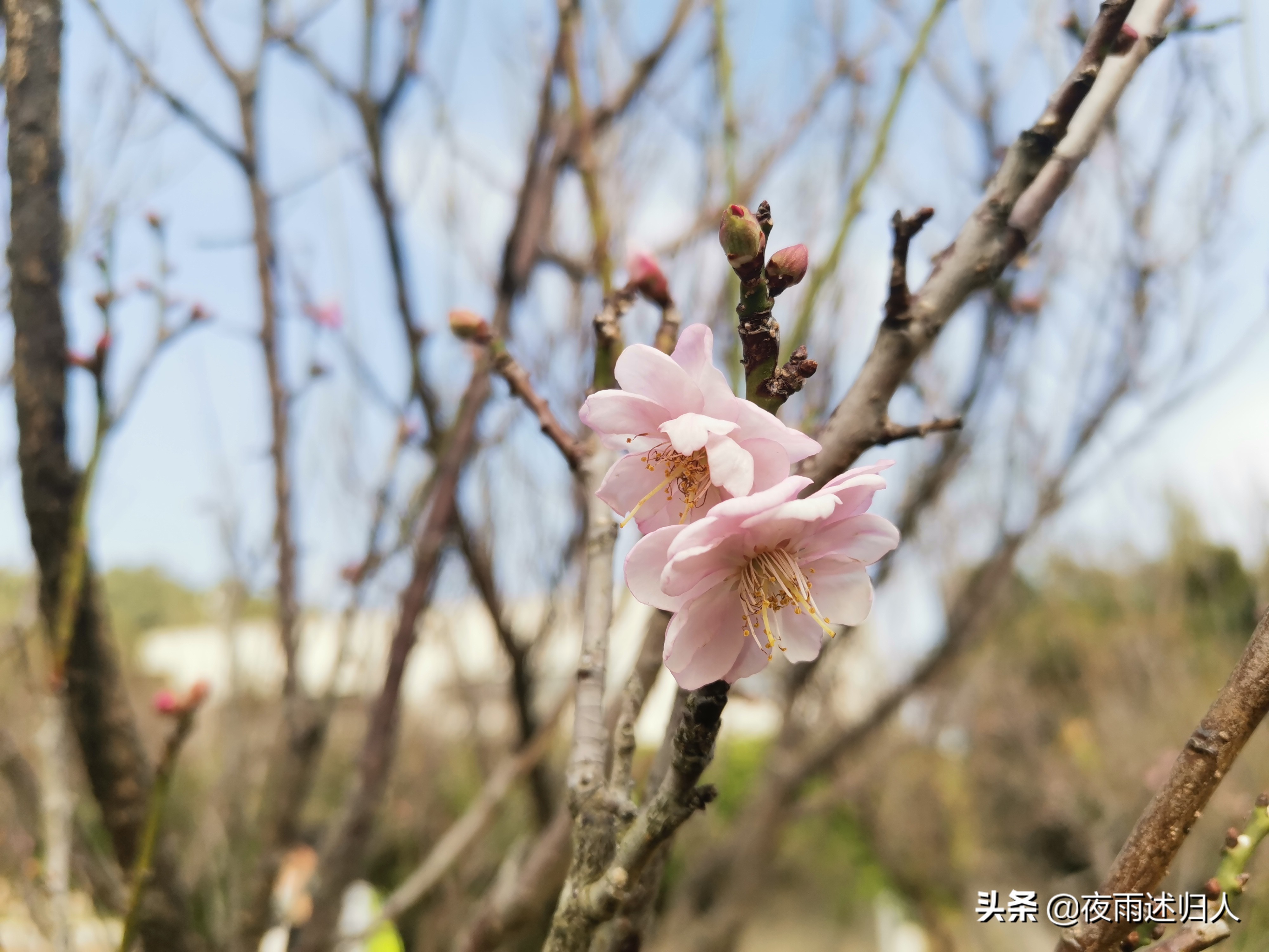 城南小陌花已开只见梅花不见人,城南小陌又逢春只见梅花的意思