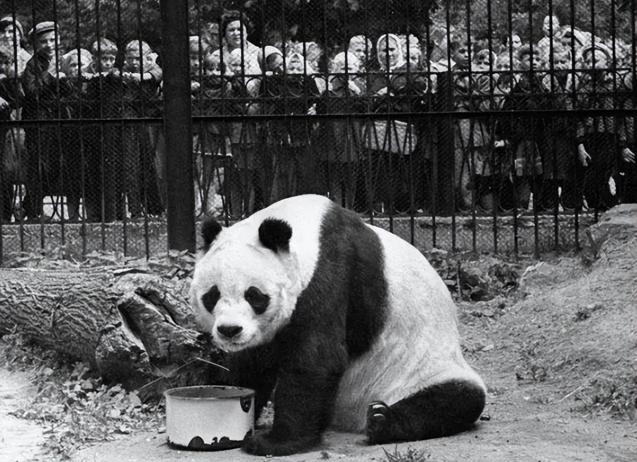 国宝熊猫丫丫回国了吗,国宝熊猫丫丫真的回国了吗