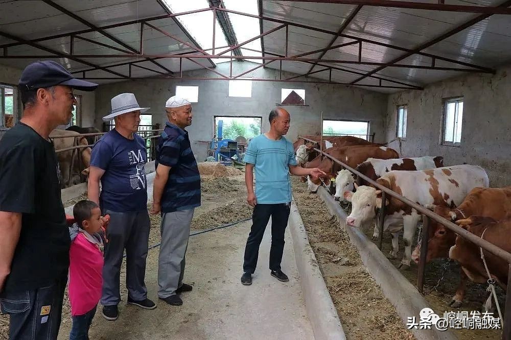 “我们这十年”丨崆峒：“畜”势勃发“牧”歌欢唱