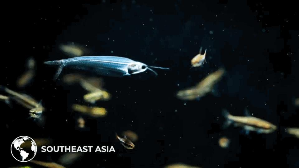 热带观赏鱼长视频,各种热带观赏鱼介绍