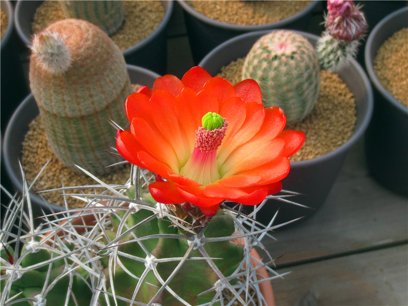 美丽/奇异花草欣赏系列——各种仙人球之“虾”