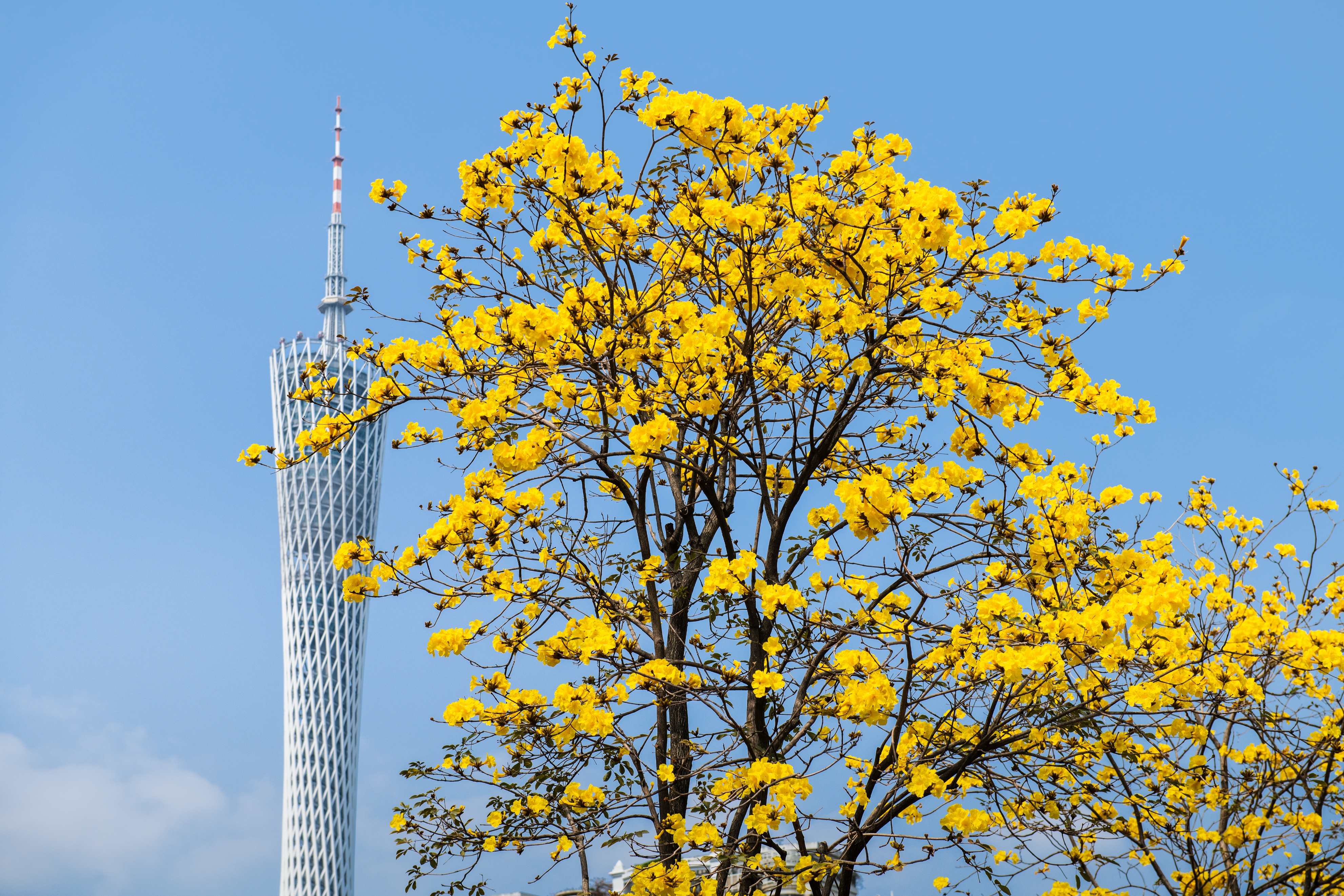 花城春天里,花城春天荷花