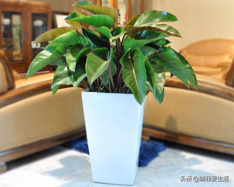 客厅象征发财的盆栽有哪些,客厅养什么绿植最旺财