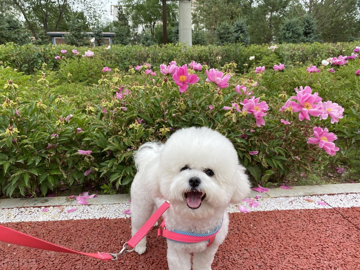 养宠知识狗狗发现呕吐怎么办,狗狗呕吐自愈最佳方法宠物专用