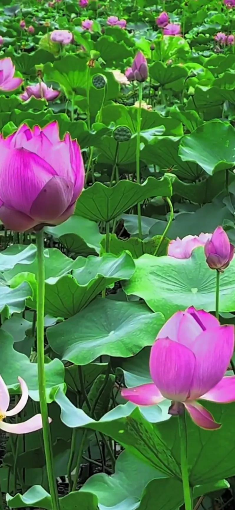 夏日美丽的荷花图片,荷花图片配上字映日荷花别样红