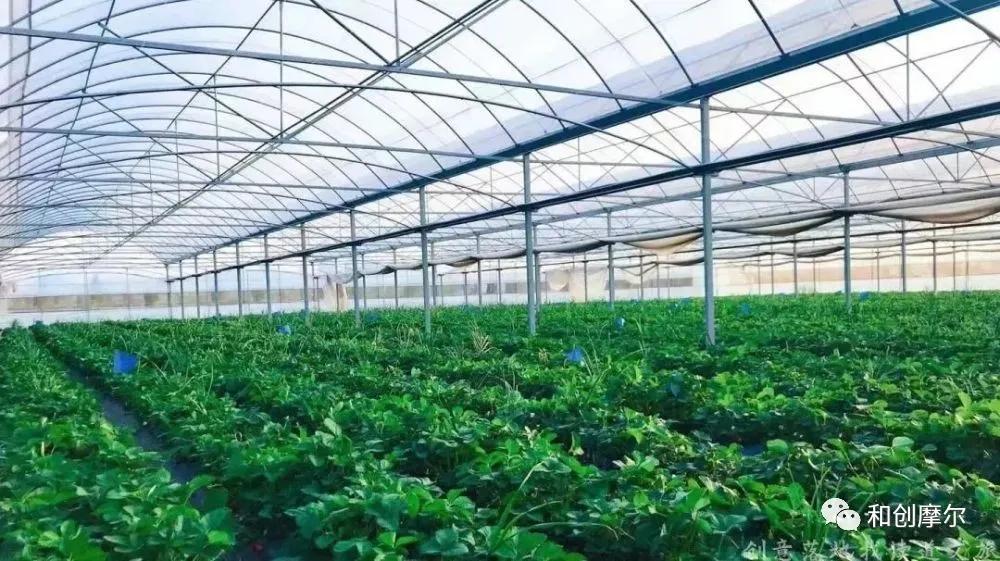 积极探索村集体经济发展模式,探索农村集体经济联合社模式