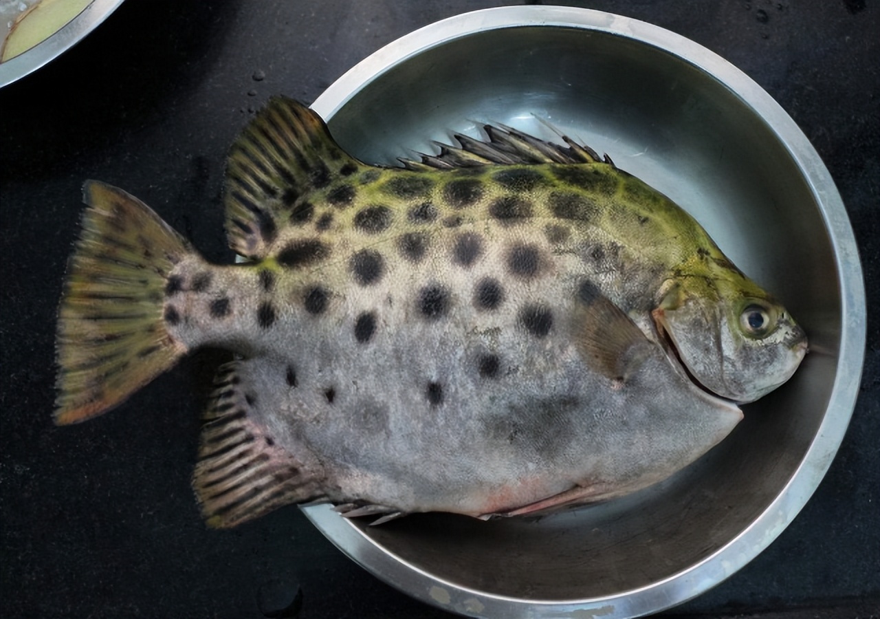 哪几种海鱼肉多刺少,推荐几种刺少肉多的海鱼