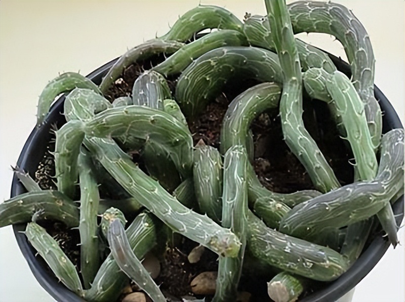 8种多肉太上头，外形独特又可爱，让人直呼太有趣了