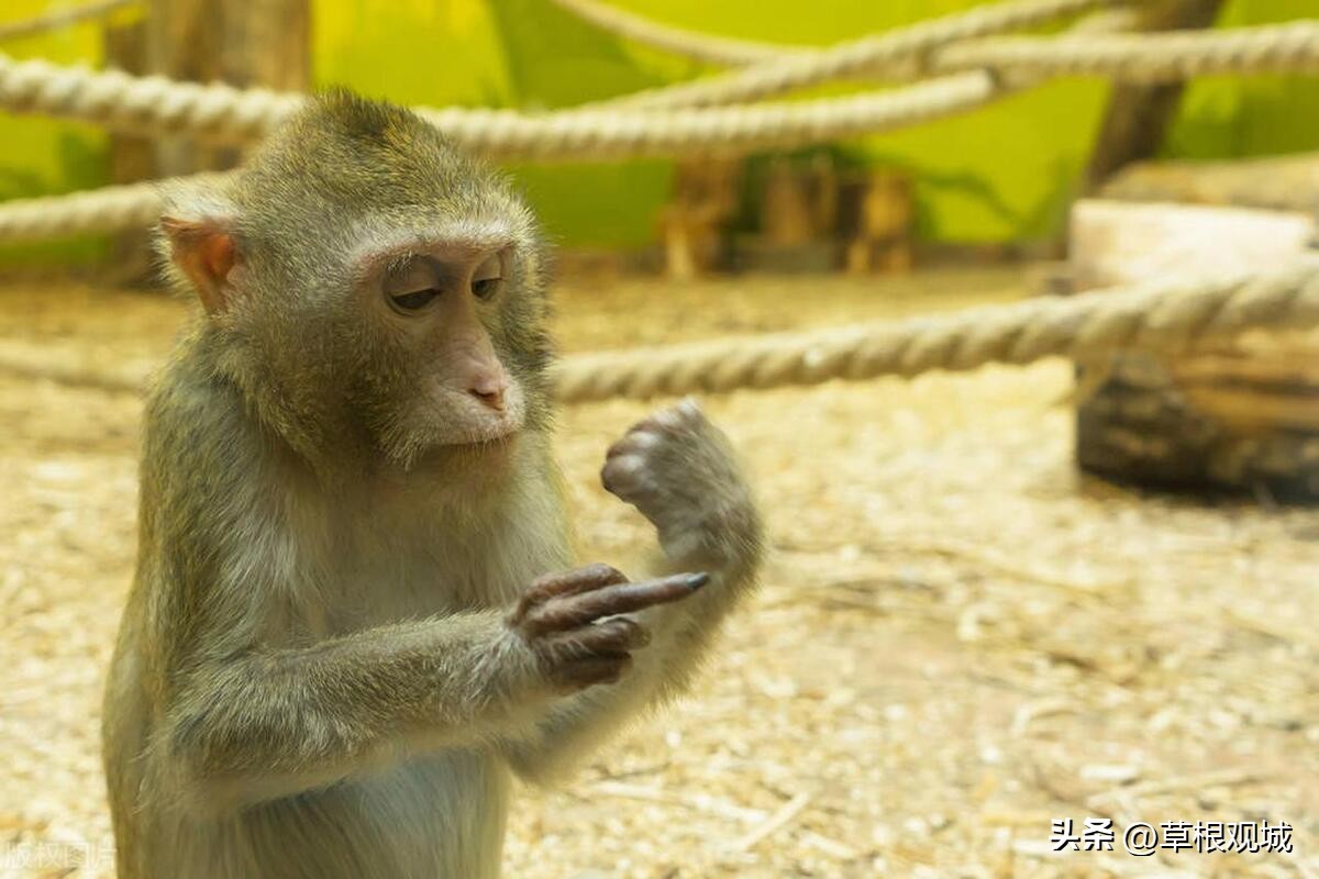 东北球迷有多支持辽篮,辽宁篮球球迷底蕴