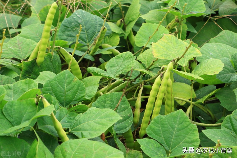 绿豆种植方法及种植时间,绿豆怎么种植和生长过程