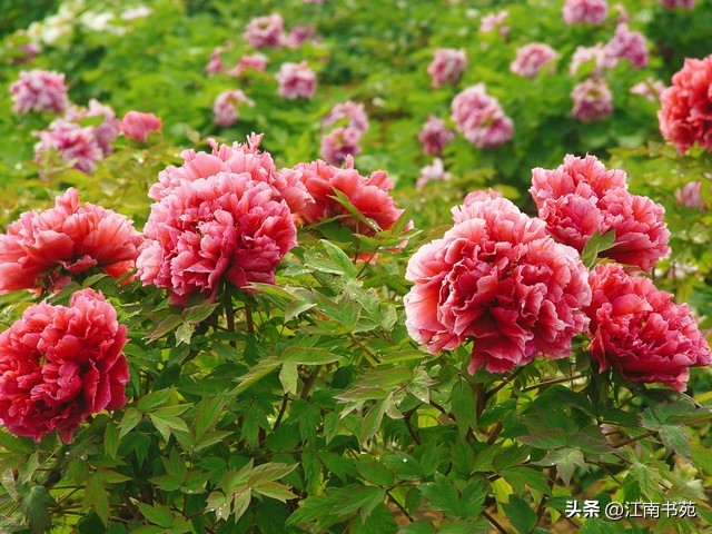 世界独一无二中国国花洛阳牡丹,洛阳牡丹定为国花的理由