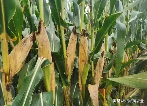 亩产2200斤的先玉335,其高产稳产,很多人容易买错,产量就不同
