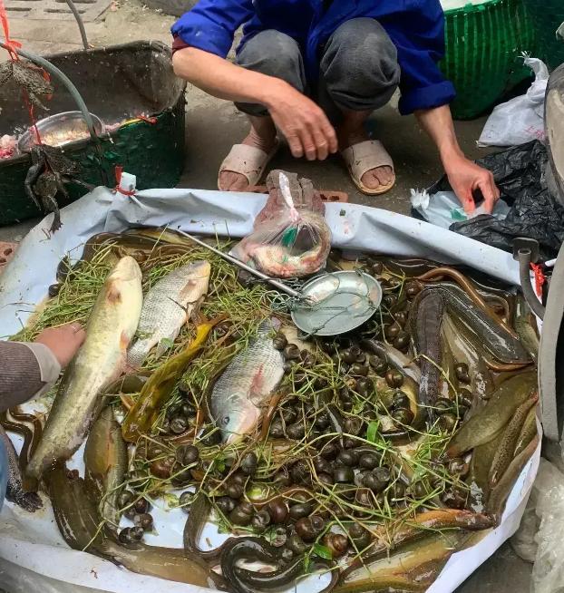 老婆从菜市场买回鱼,农贸市场野生鲫鱼