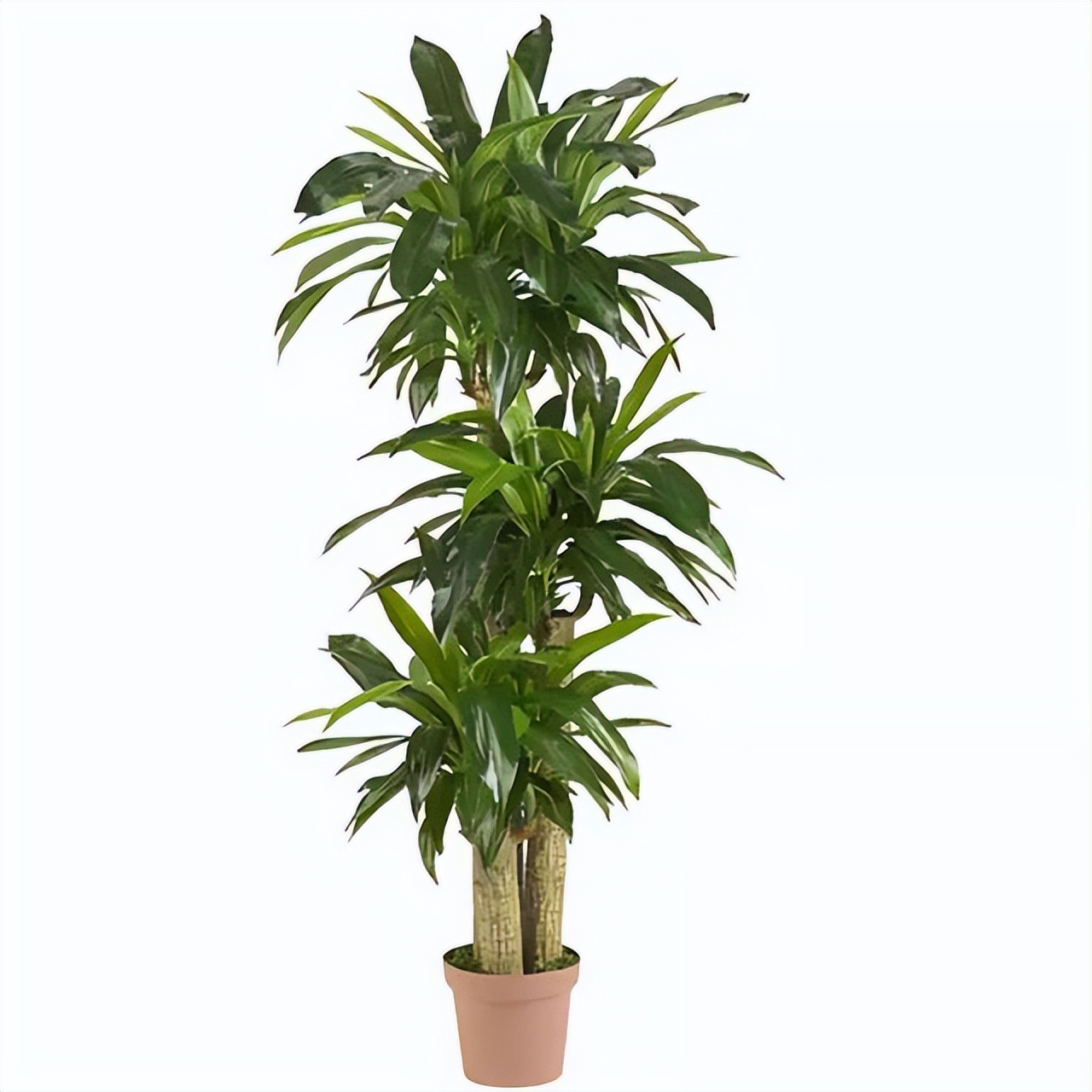 10种最会“吸收毒气”的家居植物,你养了几种?