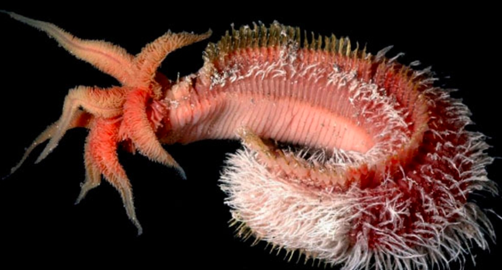 热液盲虾生活在450℃海底热泉旁，数量惊人，能不能用来烫火锅？