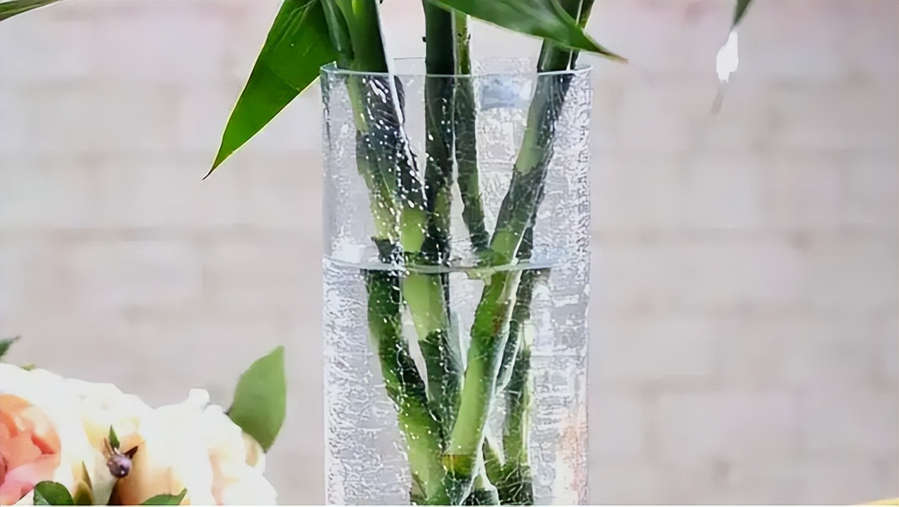 怎样让富贵竹长得又粗又壮,怎么能让富贵竹只长粗不长高