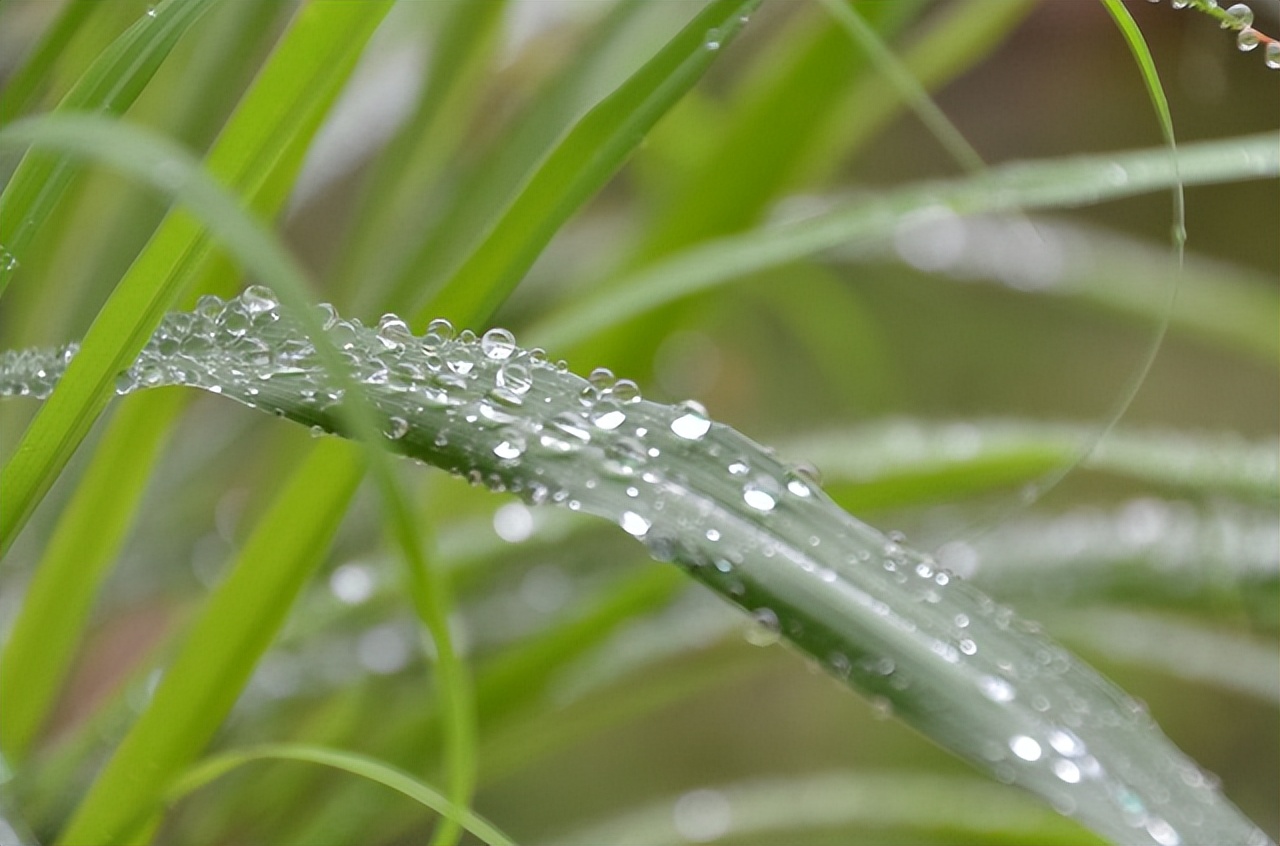 蚊子最怕的3个小妙招,快速让蚊子消失这小技巧