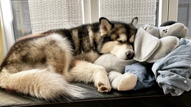 狗狗突然无缘无故抽搐怎么办,狗狗突然抽搐是什么原因