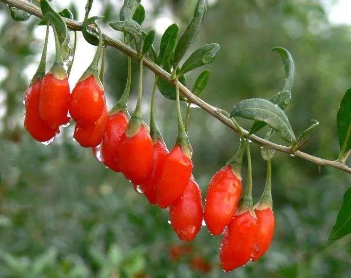 世间繁华三千不如一隅清欢,世间繁华三千不如有一院清欢