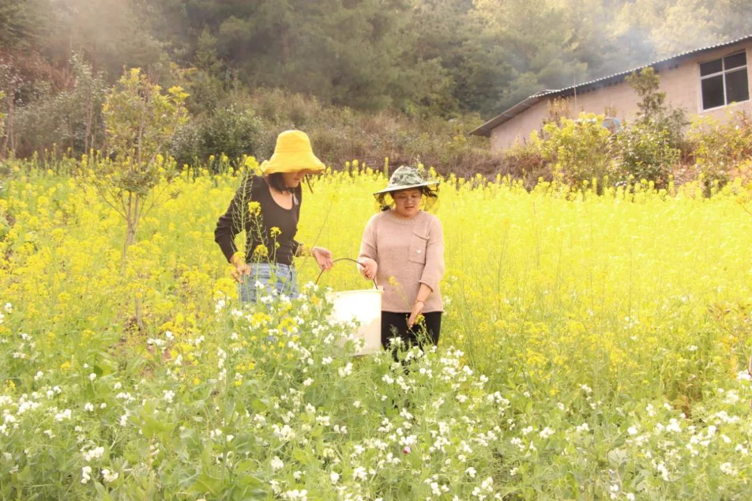 【悦读】大山里的“懒庄稼”生活中的“甜蜜蜜”